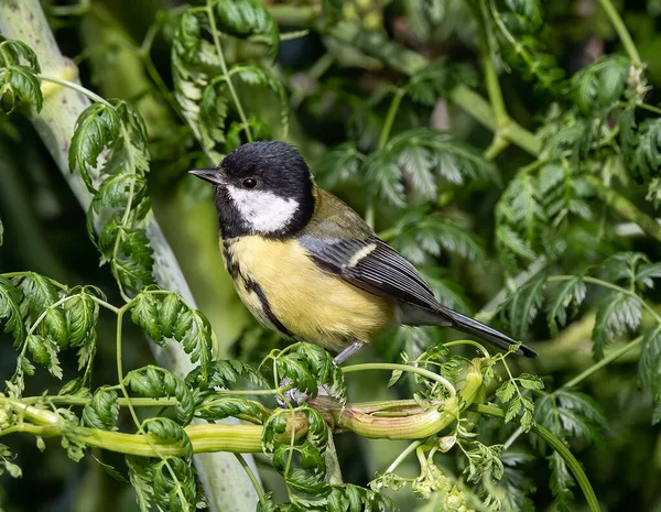 Макрозйомка Великої Пташки Перехожого Птаха Parus Major Кермо — стокове фото