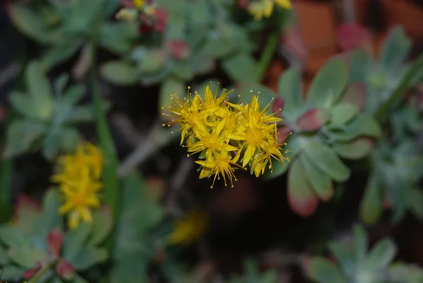 Närbild Bild Sedum Palmeri Blommor Trädgård Dagen — Stockfoto