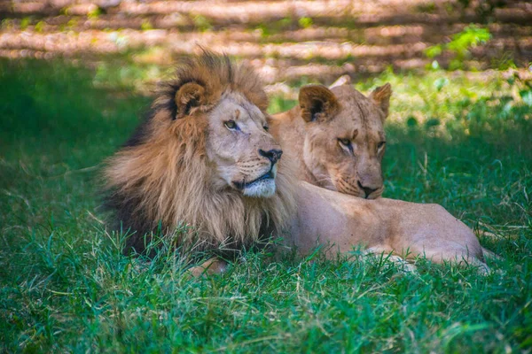 Beautiful Powerful Lion Couple Laying Green Field — Stock Photo, Image