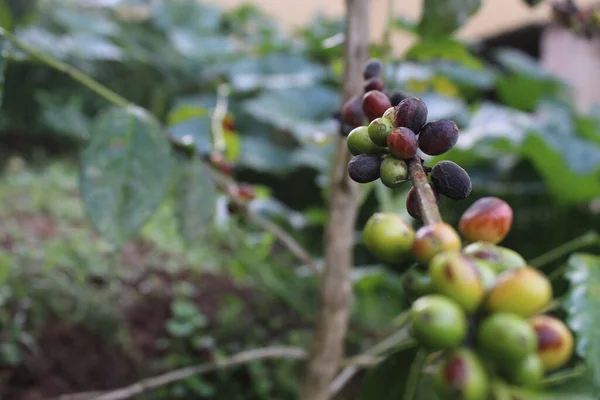 Foyer Sélectif Plantes Café Crues Sur Une Branche Arbuste — Photo