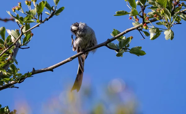 A selective focus shot of a long-tailed tit bird perched on a branch