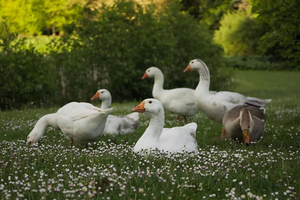 Großaufnahme Eines Schwarms Weißer Gänse Auf Grünem Gras Und Blumen — Stockfoto