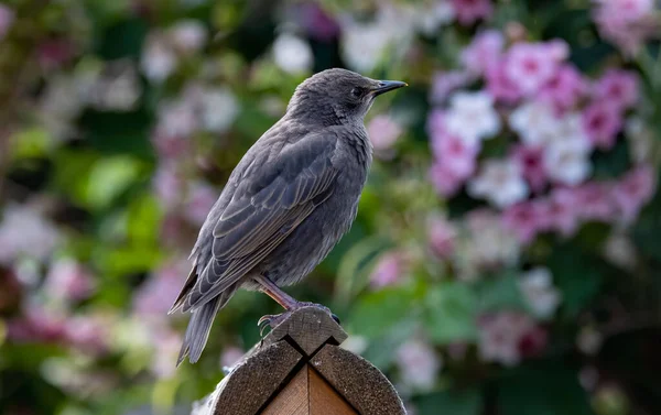 Detailní Záběr Obyčejného Starlinga Rozmazaném Pozadí — Stock fotografie