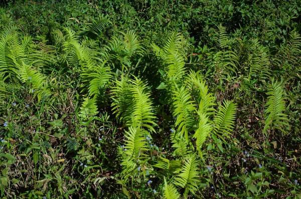 緑の草のフルフレームショット — ストック写真