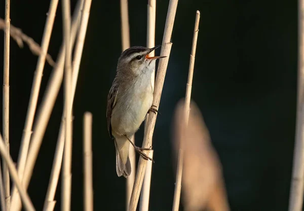 Close Shot Warbler Holding Dry Stalk — Stock Photo, Image