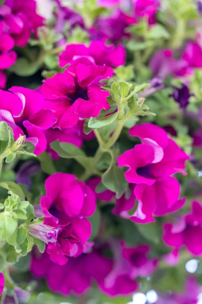 Eine Vertikale Nahaufnahme Blühender Lila Petunienblüten — Stockfoto