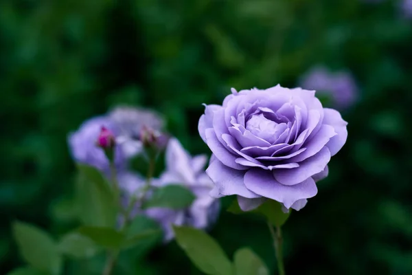 Macro Scatto Una Rosa Fiore Lavanda Giardino — Foto Stock