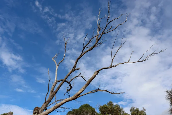 空に対する死んだユーカリの木の枝 — ストック写真