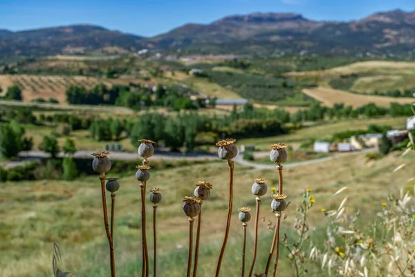 Opium Poppy Heads Papaver Somniferum Commonly Known Opium Poppy Opium — Stock Photo, Image