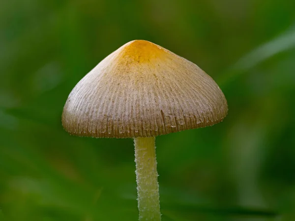 Ett Makro Skott Bolbitius Titubans — Stockfoto