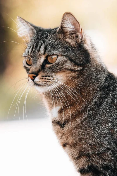 Portrait Chat Tabby Dans Rue Par Une Journée Ensoleillée Eltville — Photo