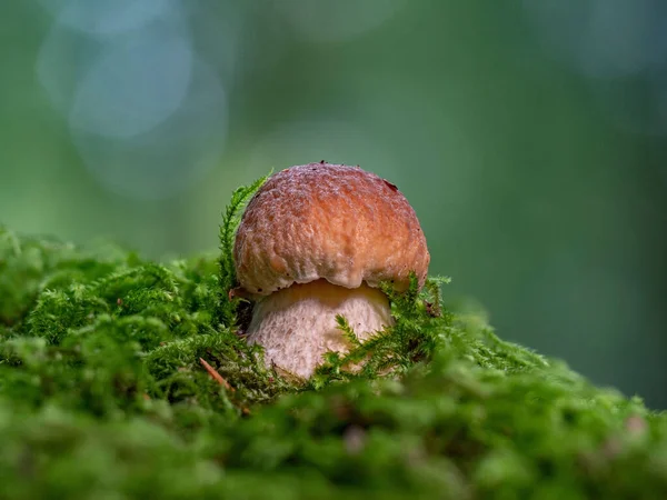 苔の小さなボレトス エデュリスのキノコのクローズアップ — ストック写真