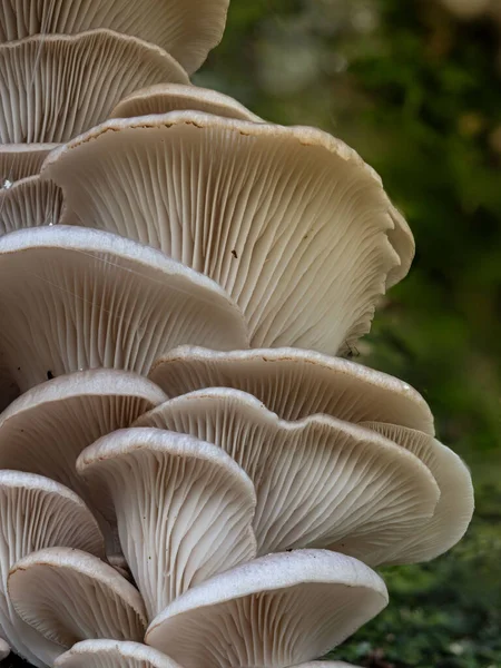 Verse Longoester Paddestoelen Het Bos Een Boomstronk — Stockfoto