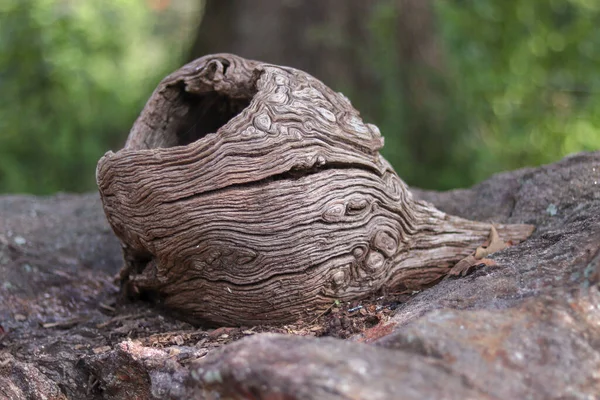木の性質を示すナツメの樹皮のマクロショット — ストック写真