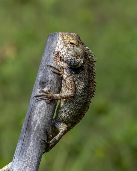 Vertical Shot Chameleon Blurry Background — Stock Photo, Image