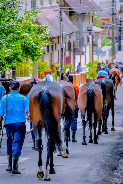 Uma Visão Traseira Vertical Pessoas Grupo Cavalos Andando Uma Cidade — Fotografia de Stock