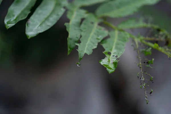 雨后绿叶小枝的特写镜头 — 图库照片