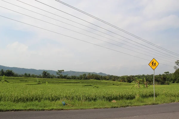 Güzel bir yol manzarası ve bulutlu gökyüzünün altında pirinç tarlaları.