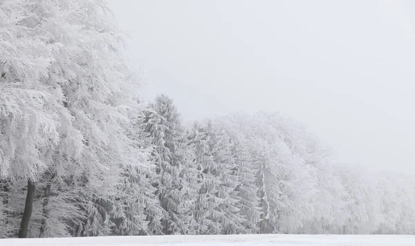 Una Vista Panorámica Los Árboles Cubiertos Heladas Invierno Nevado —  Fotos de Stock