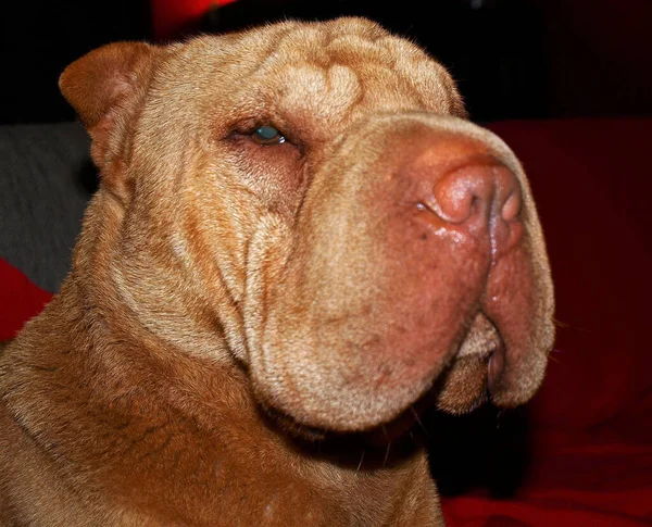Σαρ Πέι Κεφάλι Ενήλικου Σκύλου Εσωτερικούς Χώρους — Φωτογραφία Αρχείου