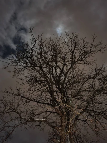 暗い曇り空の背景に裸の木の垂直方向の不気味なショット — ストック写真