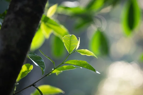 Tiro Foco Seletivo Das Folhas Verdes Uma Árvore Chá — Fotografia de Stock