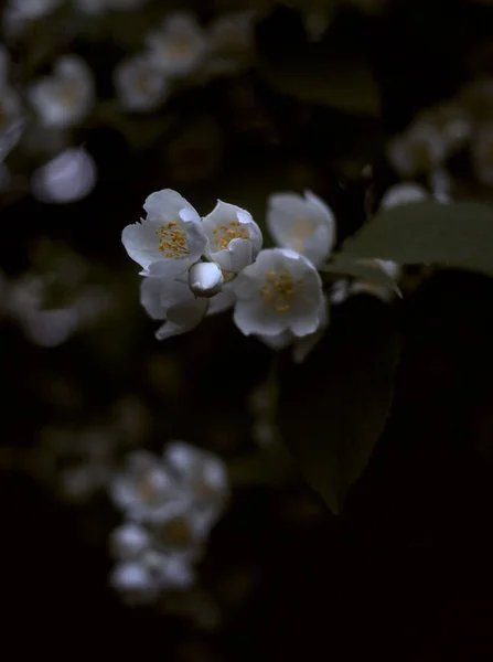 Egy Függőleges Felvétel Egy Virágzó Jázmin Virágokról Elmosódott Háttérrel — Stock Fotó