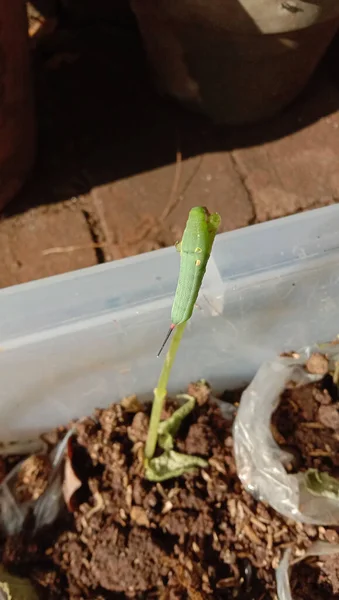 土の箱の中の植物に緑の毛虫の垂直ショット — ストック写真