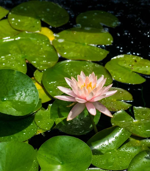 Closeup Shot Water Lily Blossoming Pond — Stock Photo, Image