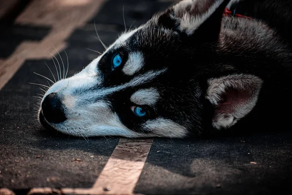 Egy Közeli Kép Egy Aranyos Husky Kiskutyáról Aki Kamerába Néz — Stock Fotó