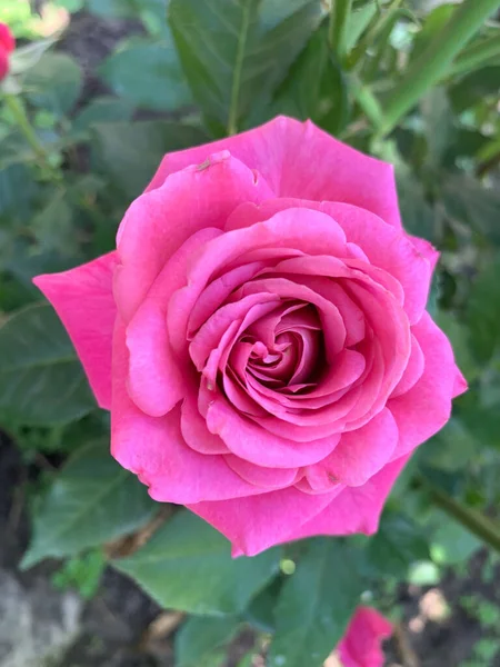 Роза Цветет Саду — стоковое фото