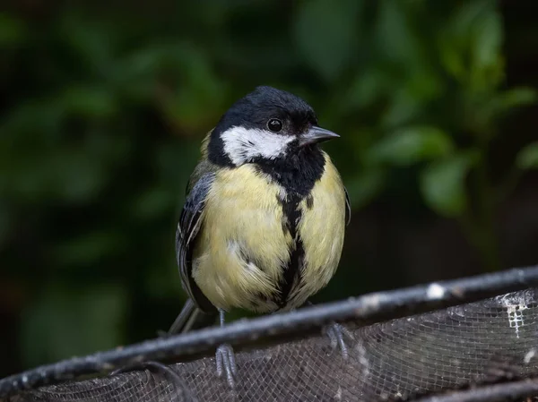 Selective Focus Shot Adorable Eurasian Blue Tit Perched Top Metal — стоковое фото