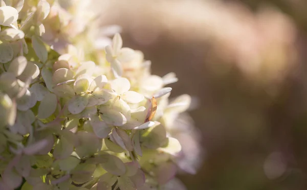 Κοντινό Πλάνο Των Λευκών Και Ροζ Ανθών Ενός Φυτού Ορτανσία — Φωτογραφία Αρχείου