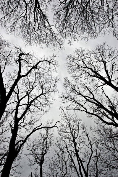 A vertical grayscale shot of leafless branches against the sky