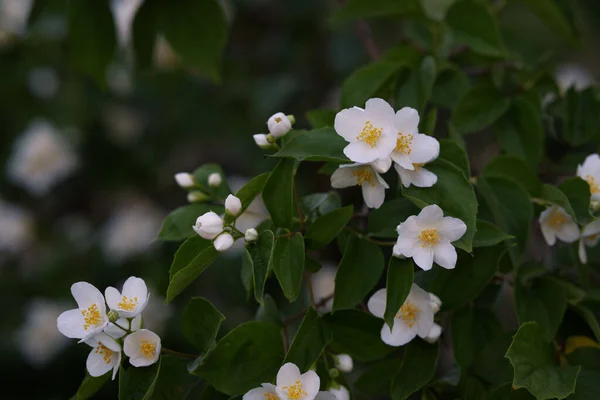 Close Shot Jasmine Flower Bush Blurry Background — Stock Photo, Image
