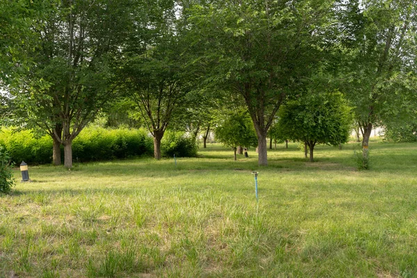 公園内の緑の木々の下の芝生 — ストック写真