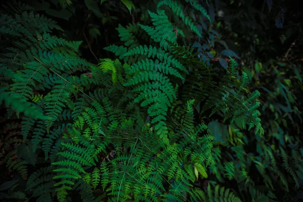 Une Belle Fougère Verte Branches Sur Arbre — Photo