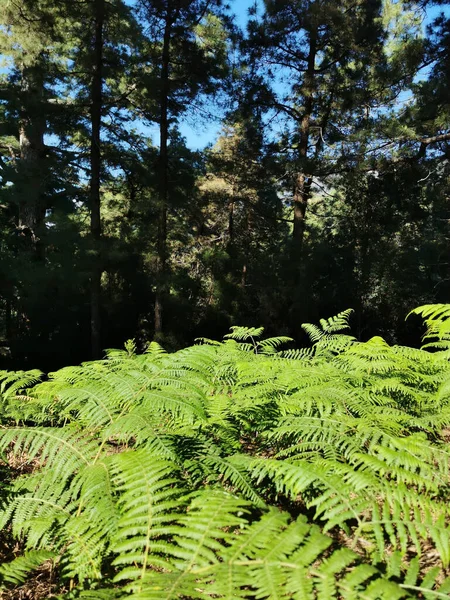 Plan Vertical Beaux Arbres Île Palma Espagne — Photo