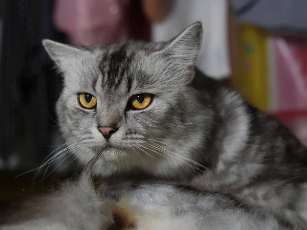 Tiro Close Gato Cinza Listrado Adorável Com Olhos Amarelos — Fotografia de Stock