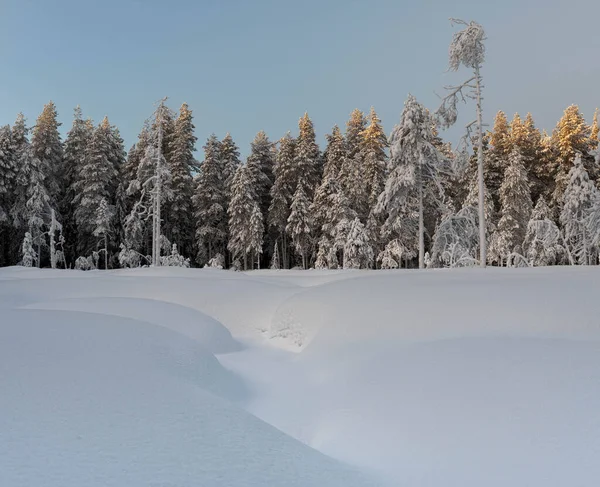 Een Schilderachtig Uitzicht Van Een Dennenbos Tegen Een Besneeuwd Veld — Stockfoto