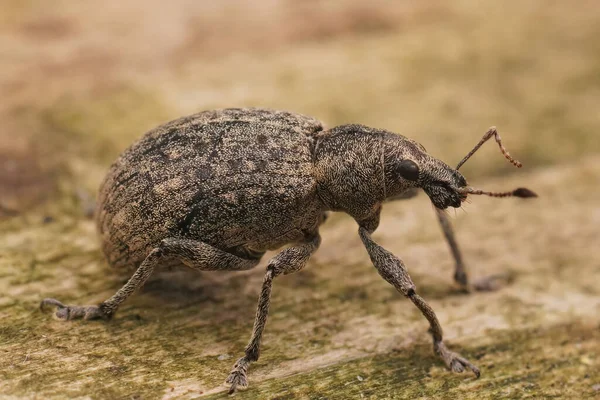 정원에 바구미 Liophloeus Tessulatus — 스톡 사진