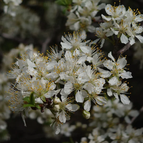 Eine Nahaufnahme Von Blühenden Weißen Kirschblütenblumen — Stockfoto
