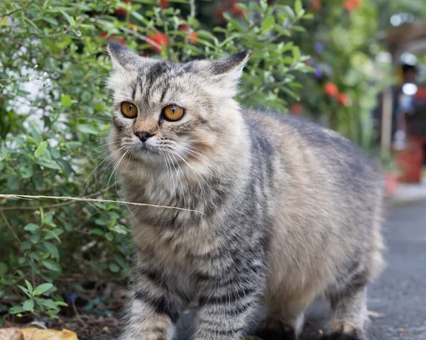 Nahaufnahme Einer Pelzigen Grauen Katze Die Garten Spaziert — Stockfoto