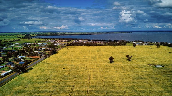 Large Canola Crop Paddock Houses Mulwala Australia — Stock Photo, Image