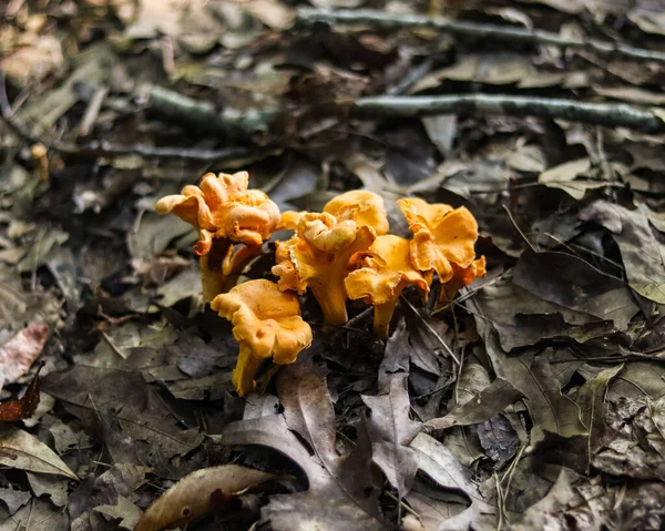 Tiro Seletivo Foco Vários Cogumelos Chanterelle Alaranjados Crescidos Outono Sob — Fotografia de Stock