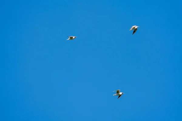 Une Vue Des Mouettes Volantes Dans Ciel Bleu — Photo