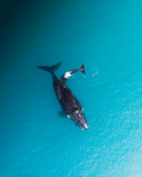 긴수염고래의 아름다운 — 스톡 사진