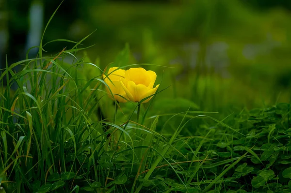 Primer Plano Tulipanes Color Amarillo Brillante Campo Verde —  Fotos de Stock