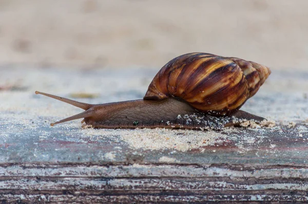 Gros Plan Escargot Sur Une Surface Sablonneuse — Photo