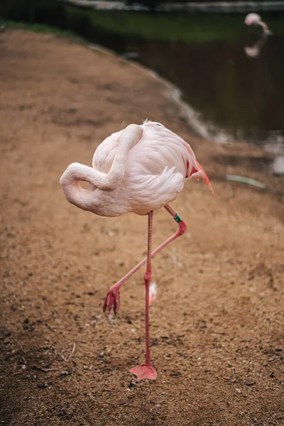 Фото Американського Фламінго American Flamingo Phoenicopterus Ruber Caribbean Flamingo Large — стокове фото
